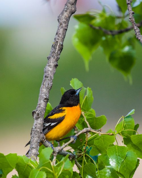 Free Close-up of a Baltimore Oriole perched on a tree branch surrounded by fresh green leaves, showcasing vibrant colors in spring. Stock Photo