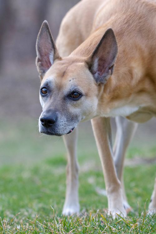 Basenji Rhodesian Ridgeback Mix