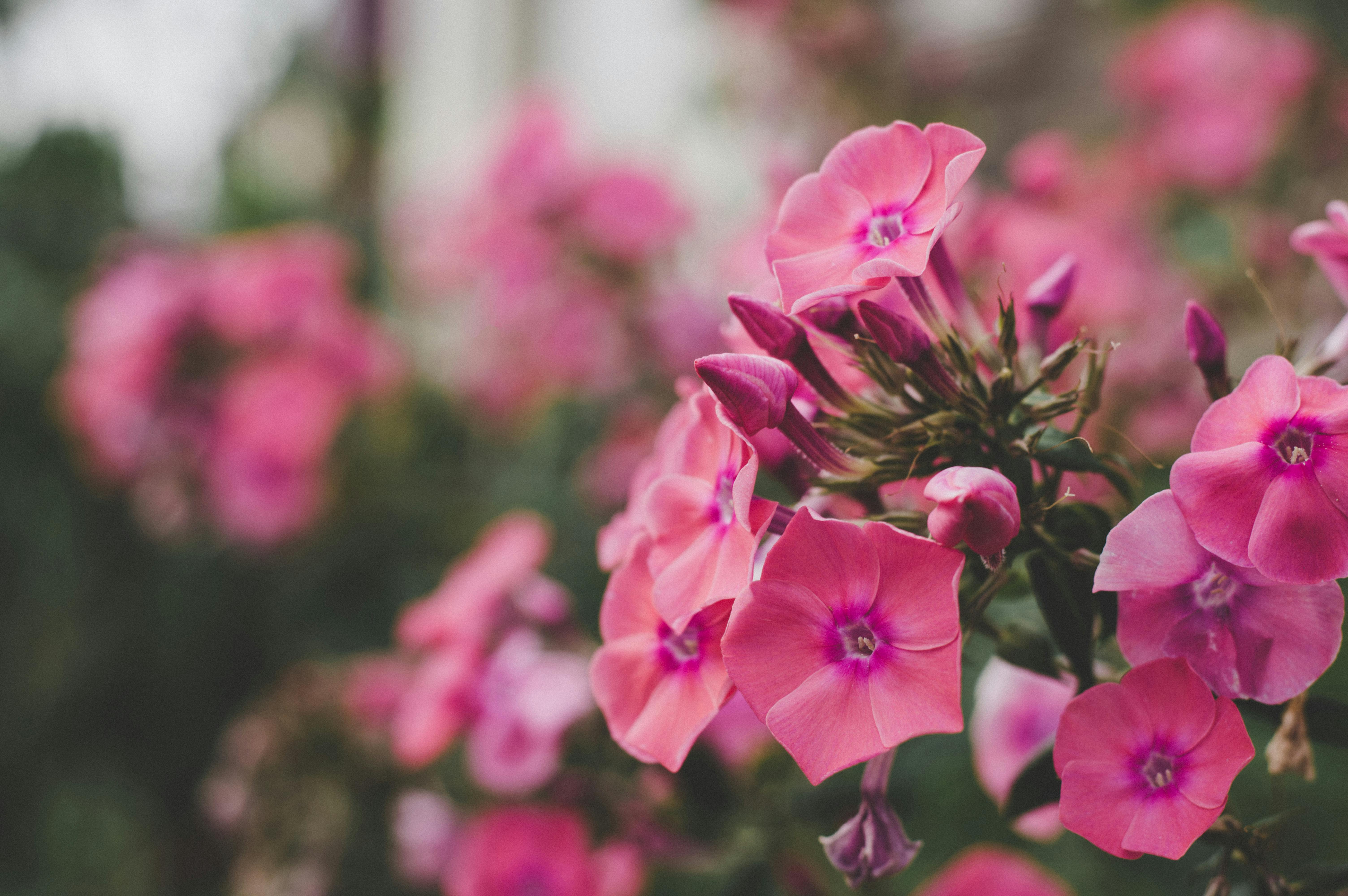特写镜头捕捉了户外盛开的生动粉红福禄柯花，展现大自然之美的本质