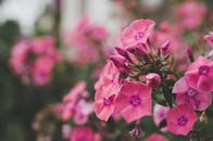 特写镜头捕捉了户外盛开的生动粉红福禄柯花，展现大自然之美的本质