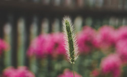 Free Green grass spike in focus with vibrant pink flowers blurred in the background, highlighting natural beauty. Stock Photo