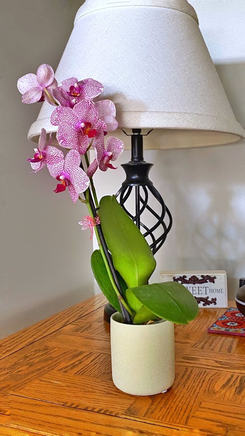 Безкоштовне стокове фото на тему «заводи, кімнатних рослин, орхідея»