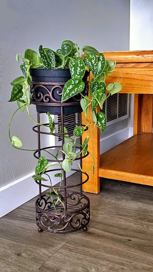 Gratis arkivbilde med hus planter, planter, pothos