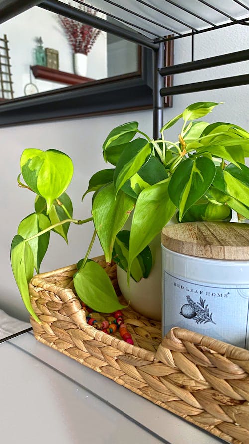 Gratis arkivbilde med hus planter, philodendron brasil, planter