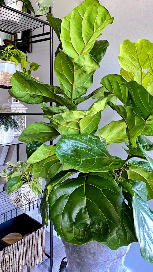 Gratis arkivbilde med fele fig, ficus lyrata, planter