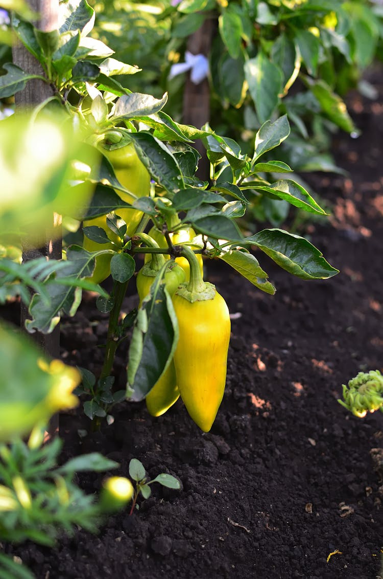 Growing Yellow Bell Peppers Near The Ground 