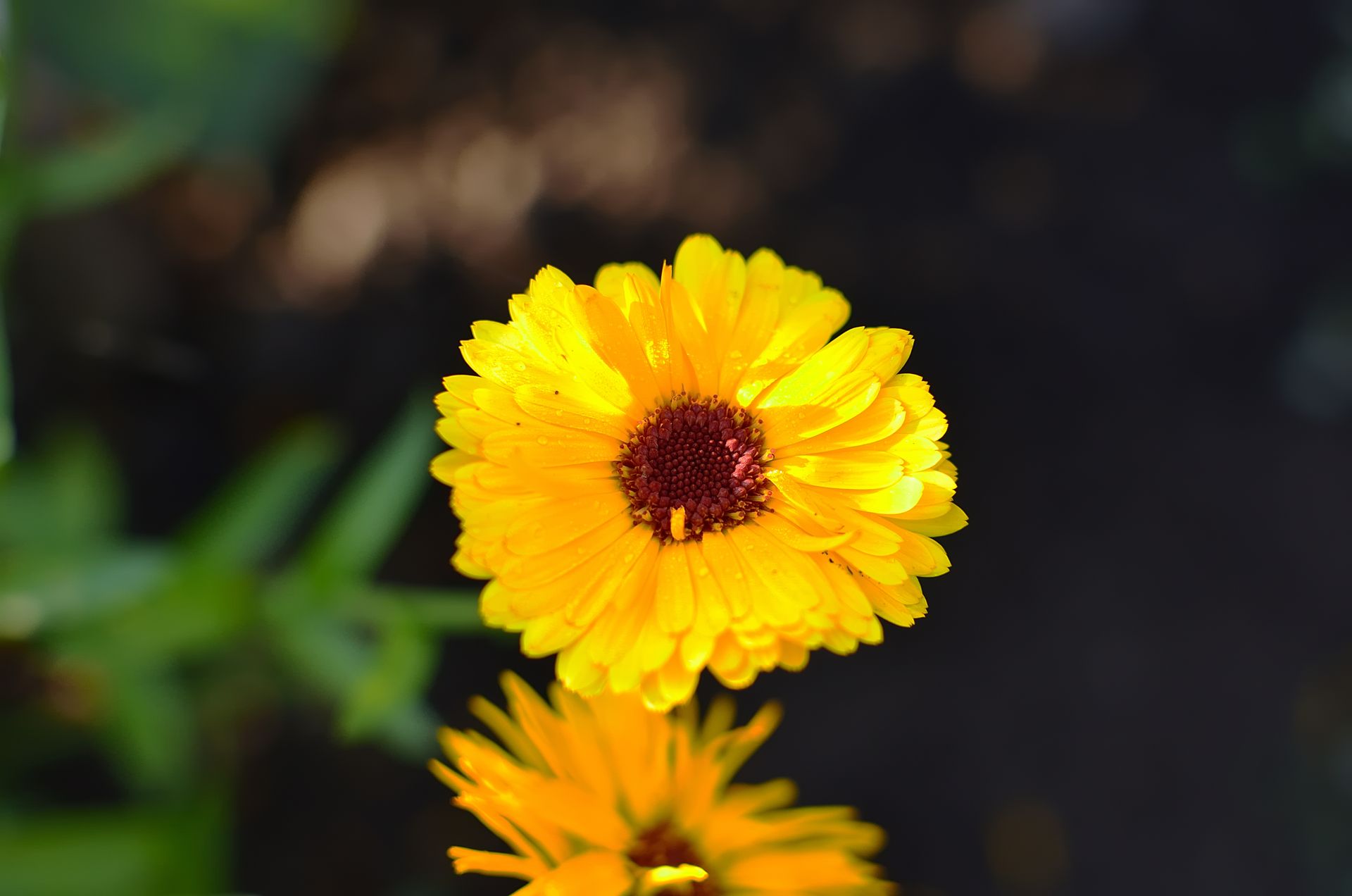 Detailed shot of a bright yellow pot marigold (Calendula officinalis) in full bloom.