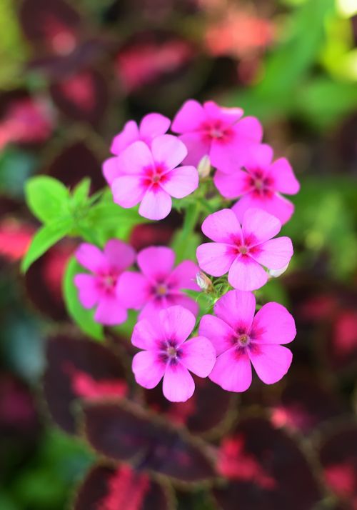 Free Close-up of vibrant pink phlox flowers blooming in a lush garden setting. Stock Photo
