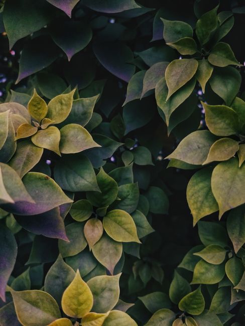 Vibrant green leaves in a rich dark setting, showcasing natural beauty and growth.