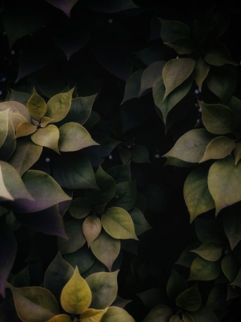 Serene dark green leaves with natural soft lighting, showcasing lush foliage close-up.