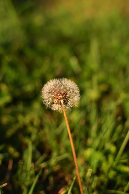 Free Beautiful close-up of a dandelion seedhead in sunlight, set against a vibrant green background. Stock Photo