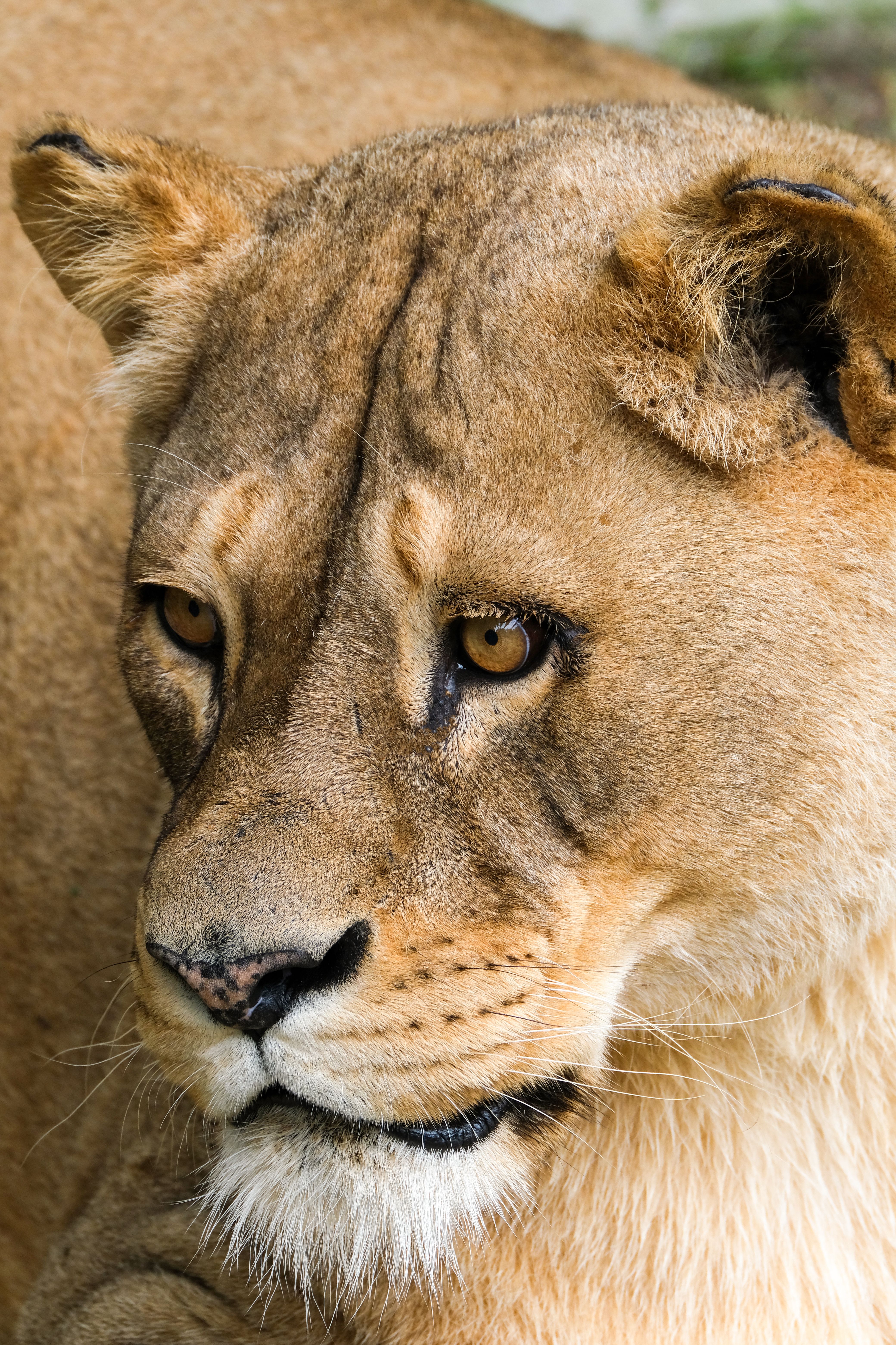 Detailed close-up of a lioness with sharp features and intense gaze captured outdoors.