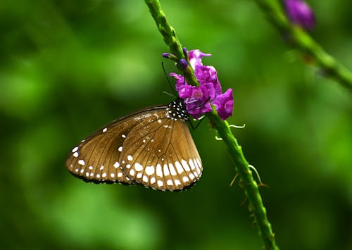 Close-Up Shot of a Euploea Core Butterfly on Violet Flowers
