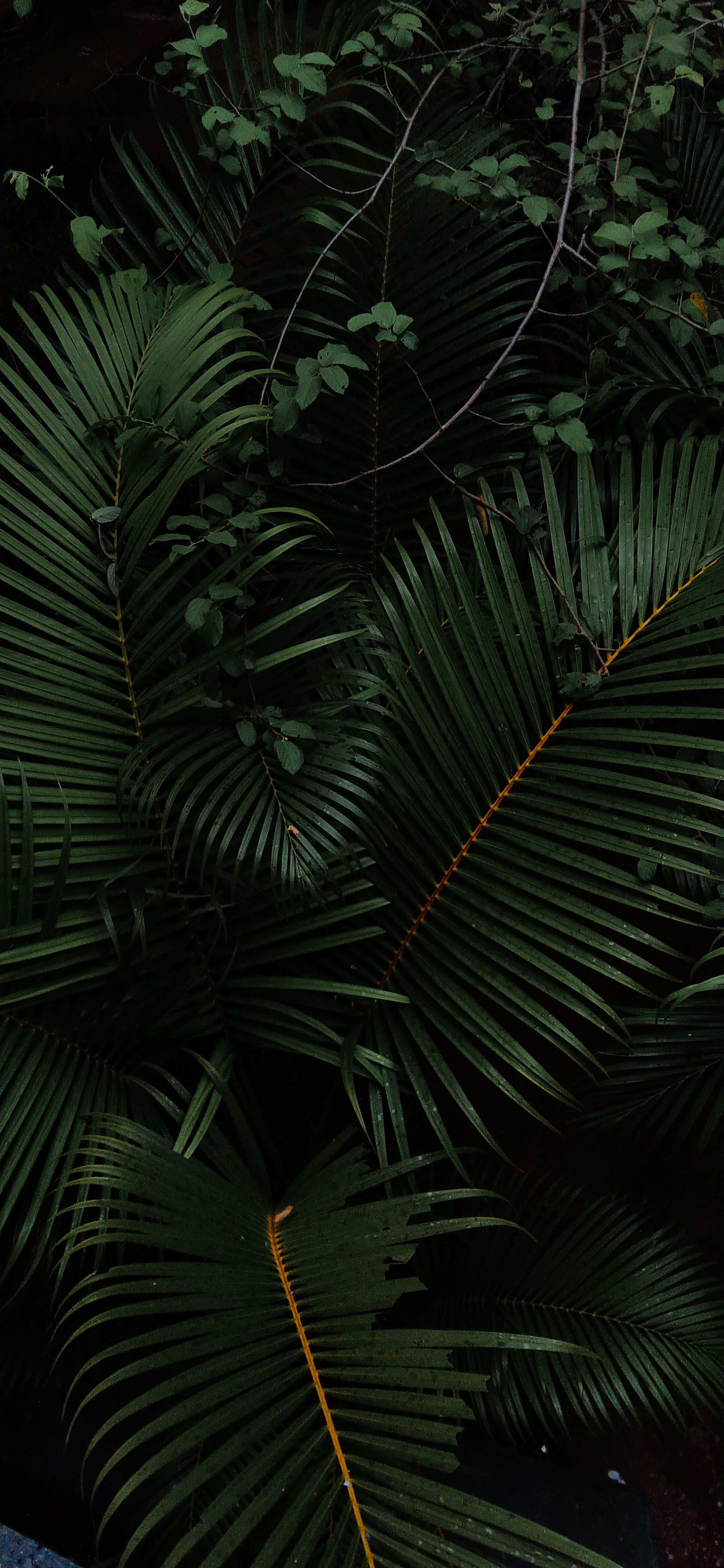 Close-up of dark green leaves with intricate patterns in Anaikatti, India.