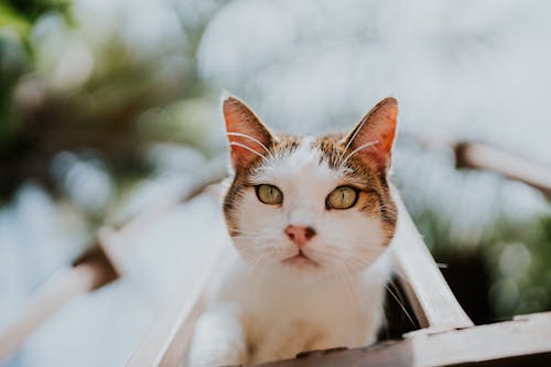 Close-Up Shot of a Cat