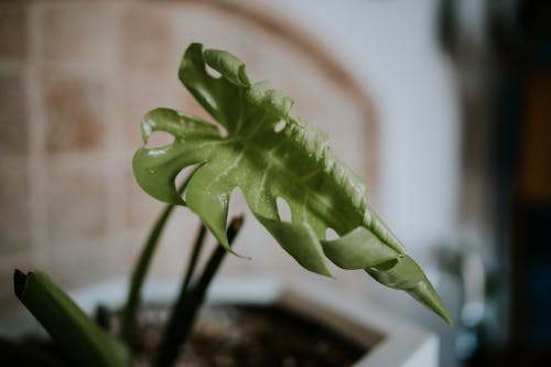 monstera deliciosa, 室内植物, 工厂 的 免费素材图片