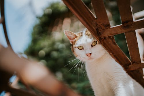 Close-Up Shot of a Cat