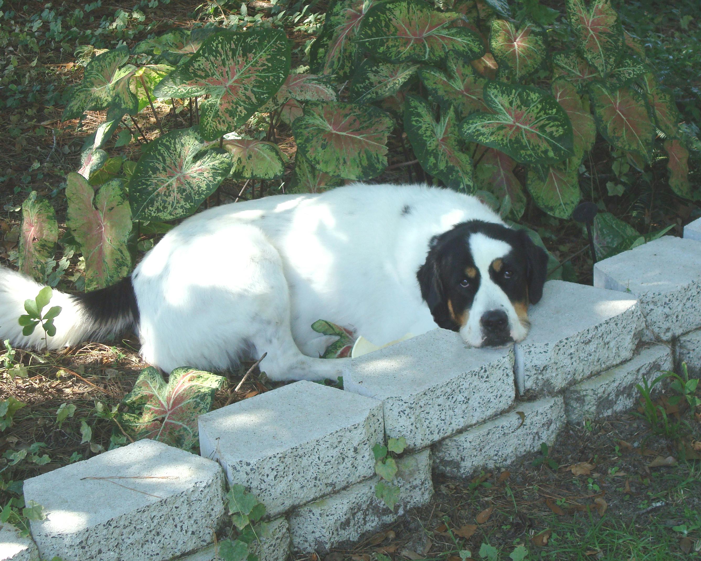 Free stock photo of bernese mountain dog mix, dog, garden