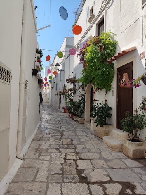 Potted Plants on the Narrow Alley 