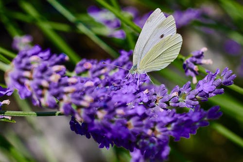 A White Butterfly Perched on Purple Flowers