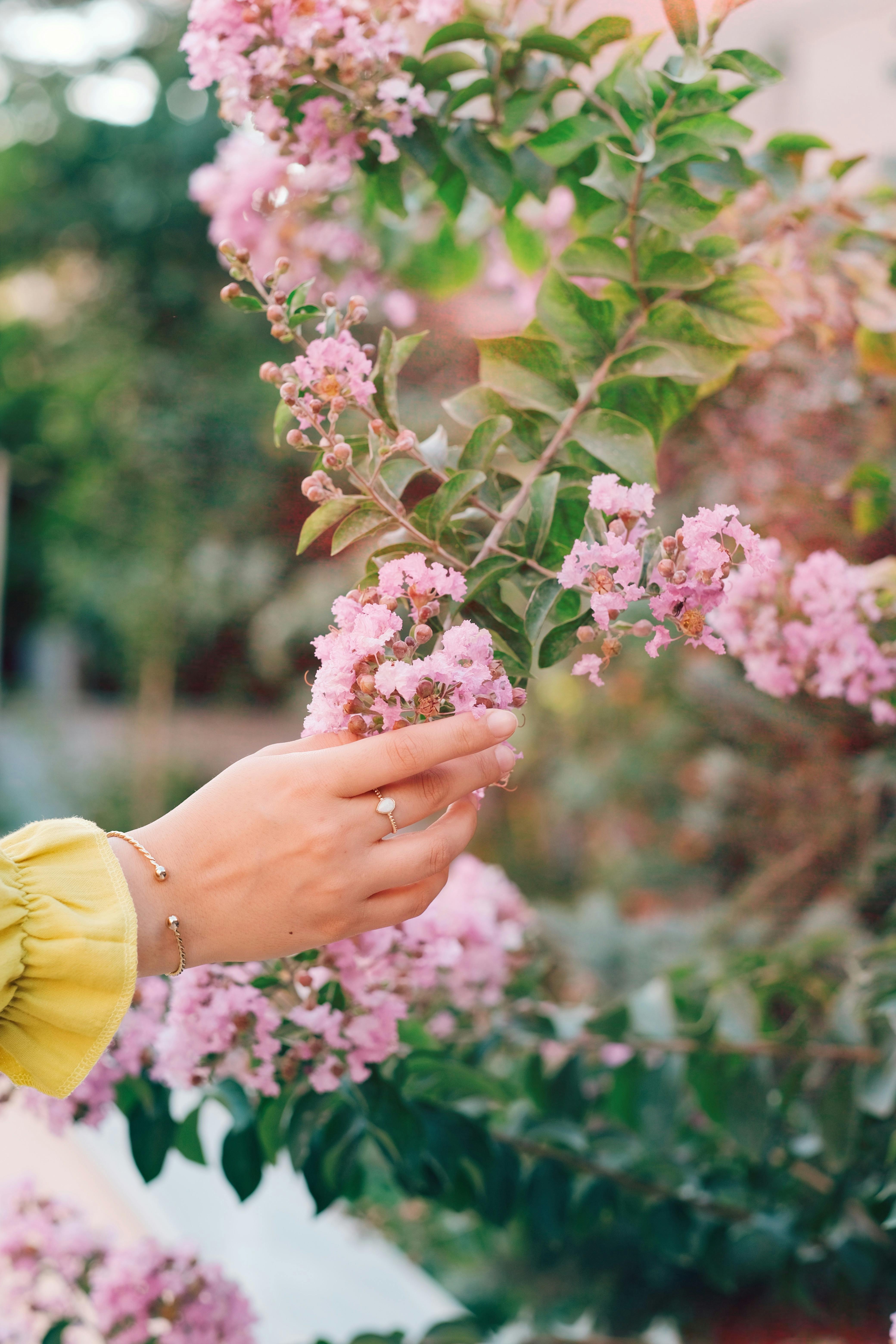 Hand gracefully touching pink blossoms outdoors, capturing nature's delicate beauty.