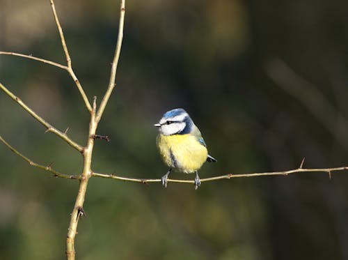 A Eurasian Blue Tit on a Branch 