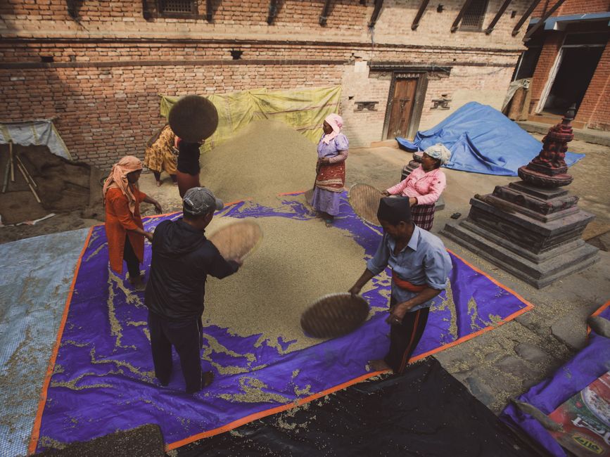 Dark-skinned Nigerian market woman in a yellow Ankara blouse sun-drying trays of rice and beans on a tarpaulin in an open courtyard in Oyo State, traditional clay pots and neem tree branches visible in the background, bright midday sunlight, photorealistic
