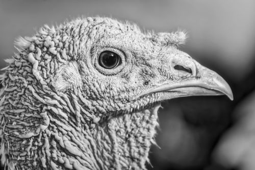Free Captivating monochrome close-up of a turkey highlighting its detailed texture and features. Stock Photo