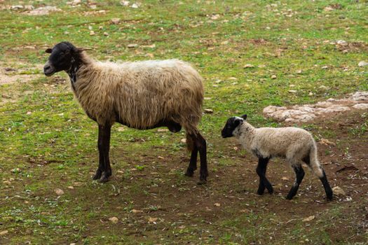 Ewe and lamb roam the green pastures of Nardò, Puglia, showcasing serene rural life.
