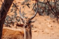 A serene close-up of an impala in the wild, showcasing its striking features amidst a natural backdrop.