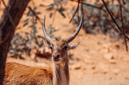 Free A serene close-up of an impala in the wild, showcasing its striking features amidst a natural backdrop. Stock Photo