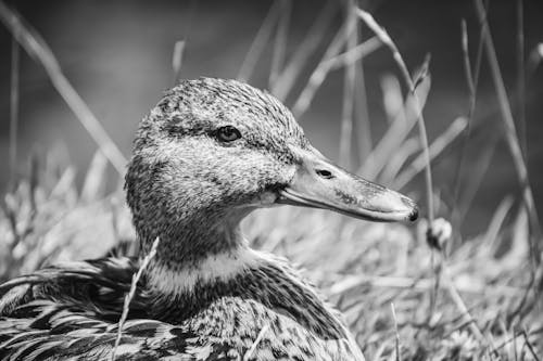 Grayscale Photo of a Duck 