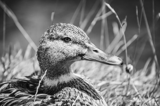 A detailed black and white close-up of a duck among reeds.