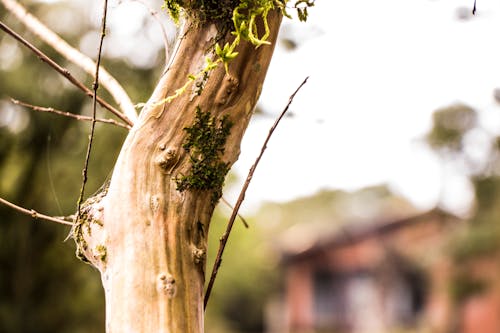 Fotografía De Corteza De árbol Beige Y Verde