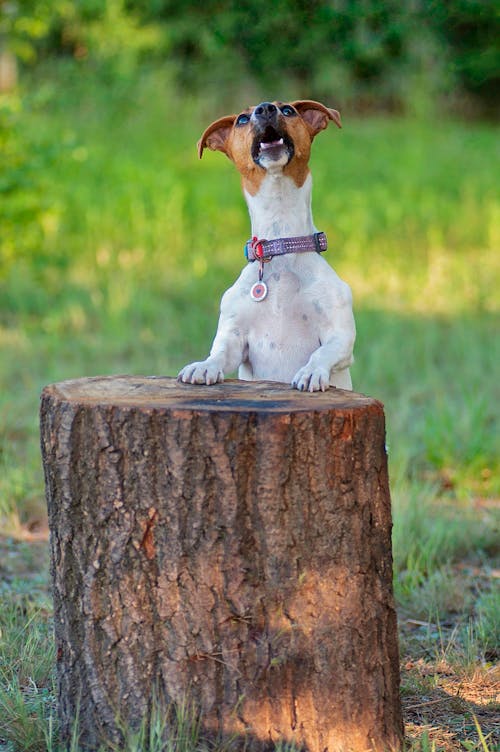 Foto d'estoc gratuïta de animal, buscant, caní