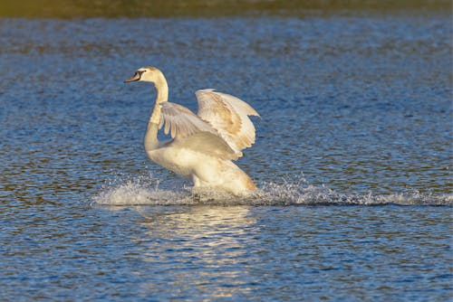 A White Swan in the Water 