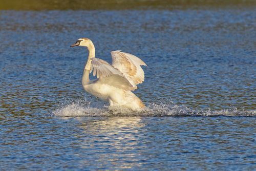 Free A graceful swan spreads its wings while gliding on a serene lake, showcasing natural elegance. Stock Photo