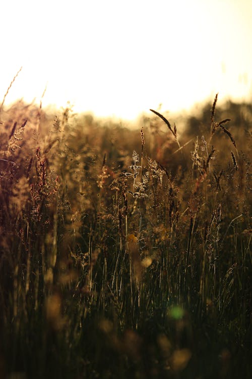 Immagine gratuita di campo, erba, pascolo