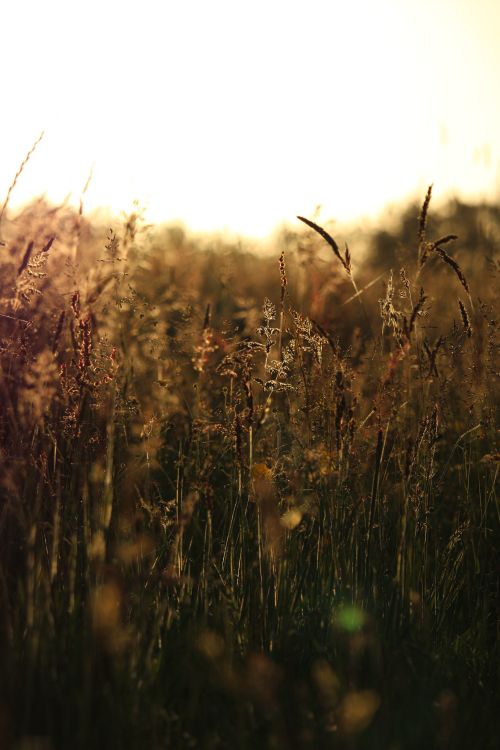 Free Golden light casting over a serene grassy field in the Netherlands. Stock Photo