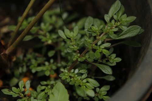 green little plant