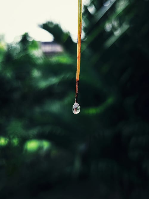 Close-up Photo Of Drop Of Water