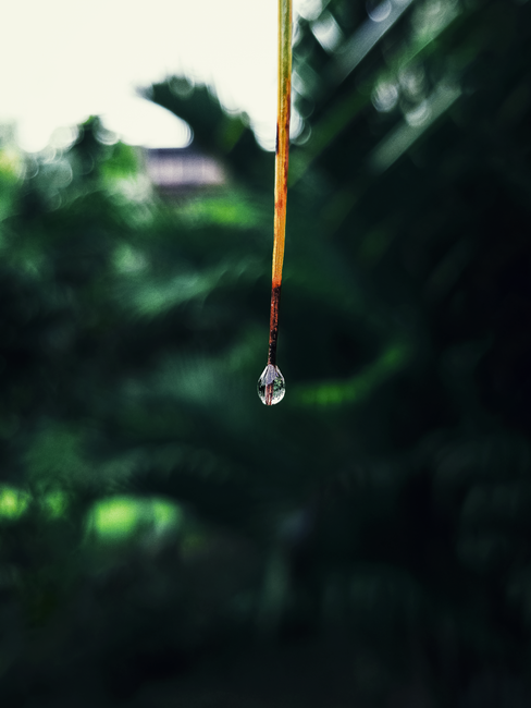 Close-up of a water droplet hanging from a leaf with a blurred green background.