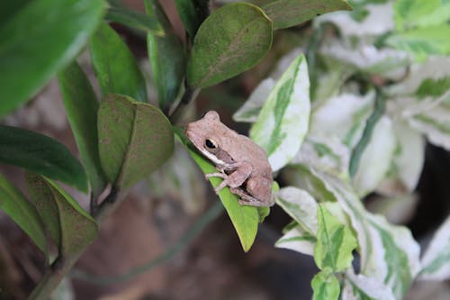 Frog on Leaf