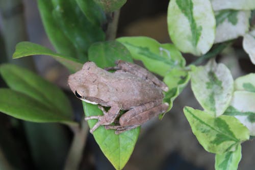 Grey tree frog