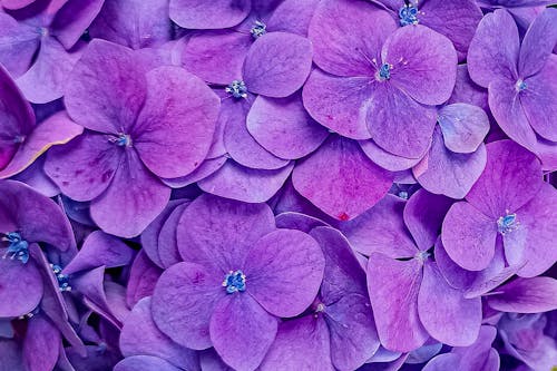 Kostnadsfri bild av blomfotografi, blommor, flora