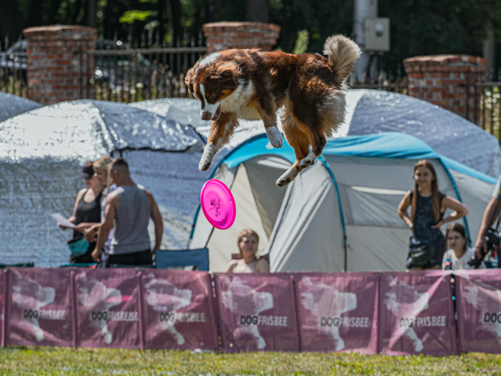 Brown Dog Catching the Frisbee on the Park