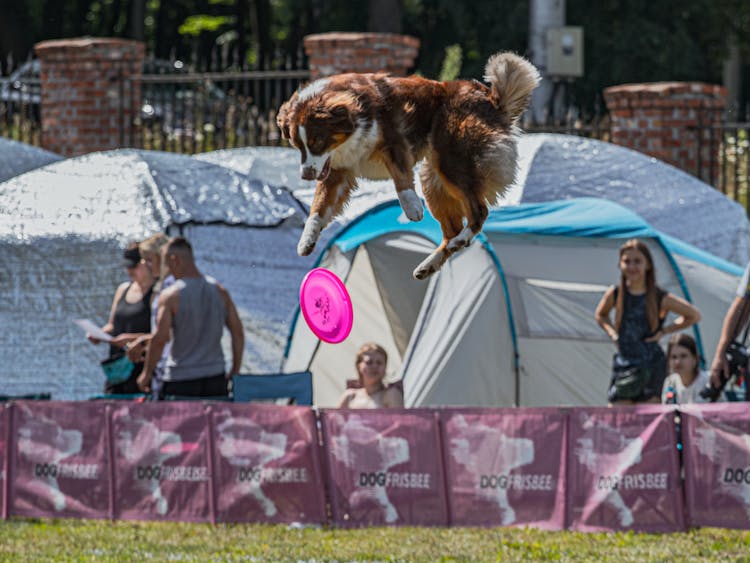 Brown Dog Catching The Frisbee On The Park