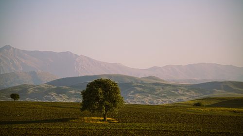 Free Tranquil scene featuring a solitary tree in a vast field with mountains under a clear sky in Turkey. Stock Photo