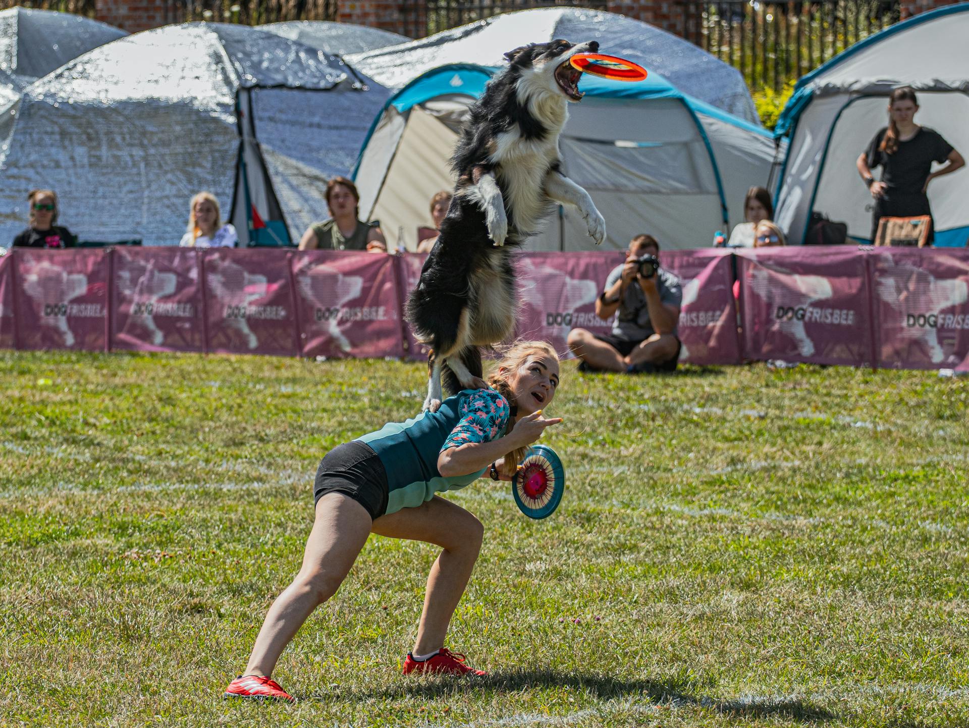 En folkmassa tittar på en kvinna med hund som fångar en frisbee under en show