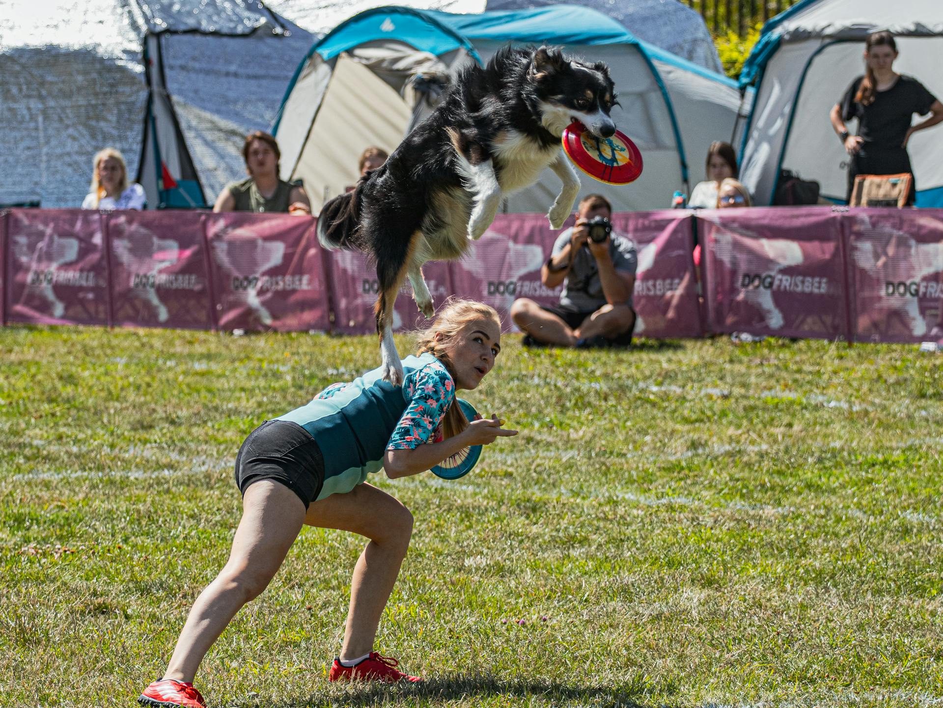 A Dog with Frisbee Jumping from a Woman's Back